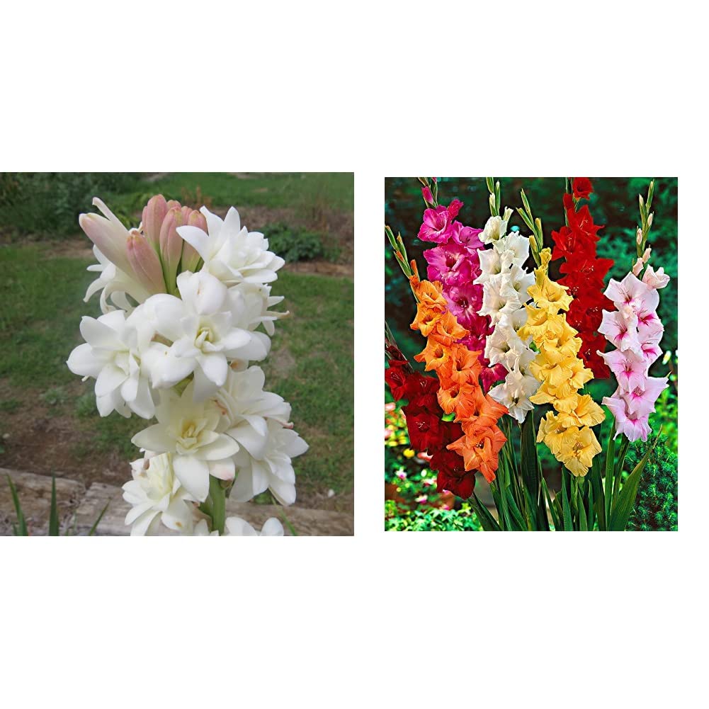 Kraft Seeds Rajnighandha or Tuberose Flower Bulbs (White, Pack of 8 Bulbs)&Kraft Seeds Gate Garden Mixed Gladiolus Flower Bulbs (Multicolor, Pack of 8) (B083JDR9LV) Amazon Price History, Amazon Price Tracker