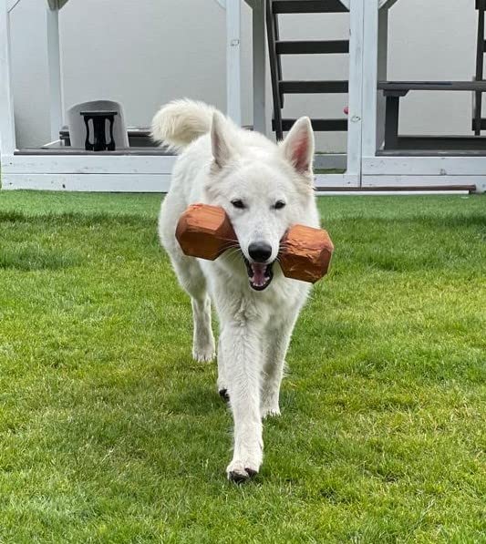 Dingo Apportier Holz aus einem Stück Erlenholz Apport für Gehorsam,Obedience Spiel, Spaß und Hundetraining 150 g 17551