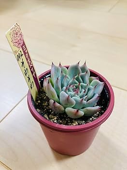 ミックスベリア　蛙の音　子株あり　札付き　ポットのまま ミックスベリア 蛙の音 子株あり 札付き ポットのまま - メルカリ