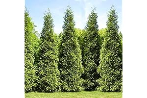 Live Thuja Green Giant Arborvitae Trees / Hedges for Sale - 6-12"...
