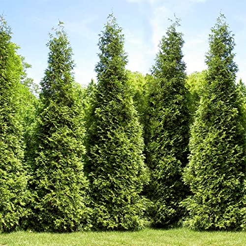 40 Thuja Green Giant Arborvitae Trees/Shrubs - 6-12" Tall Seedlings - Live Plants - 2.5" Pots #TOP4