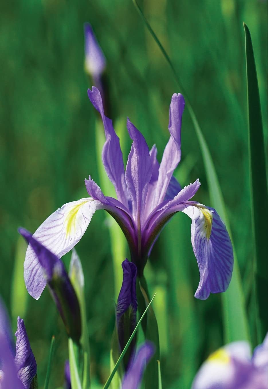 Wild Blue Iris Journal