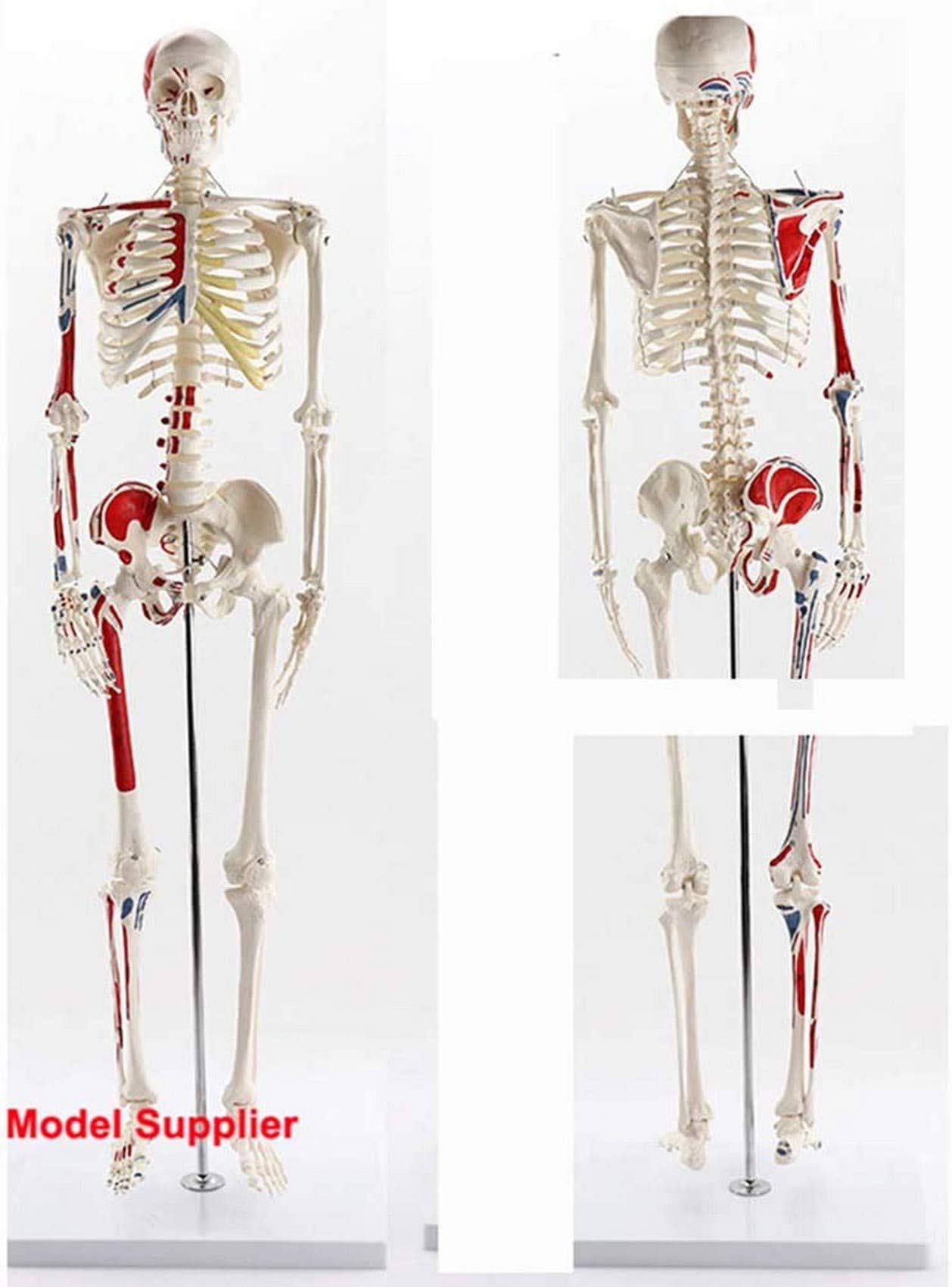 ☠️ガイコツ　医学教本　人体の骨格 ☠️ガイコツ 医学教本 人体の骨格 骨格の書 | 株式会社ボーン