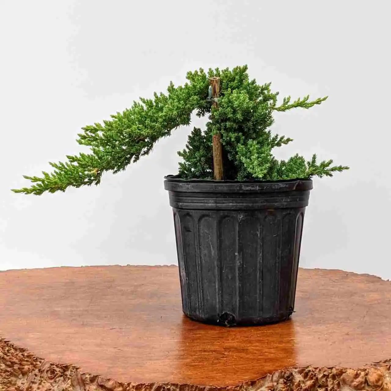 Amazon.com: 1-Gallon Juniper Bonsai Tree - Easy to Care for Outdoor Plant,  Responds Well to Wiring and Reshaping, Strictly an Outdoor Tree, Can be  Added to a DIY Kit : Grocery &