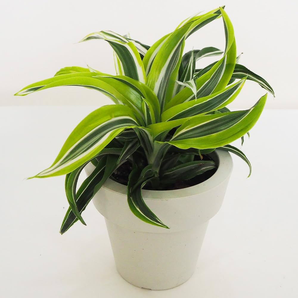 観葉植物 つやつや新芽を続々展開中? オオタニワタリ アスプレニウム 4号 観葉