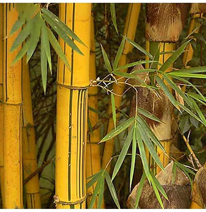 Trendygreens Live Golden Bamboo Plants (Pack of 2) Live Plants