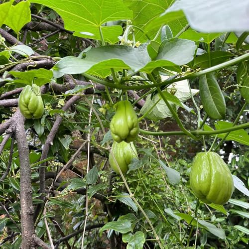 semillas del chayote - elevadas jardín resistente raras 20pcs