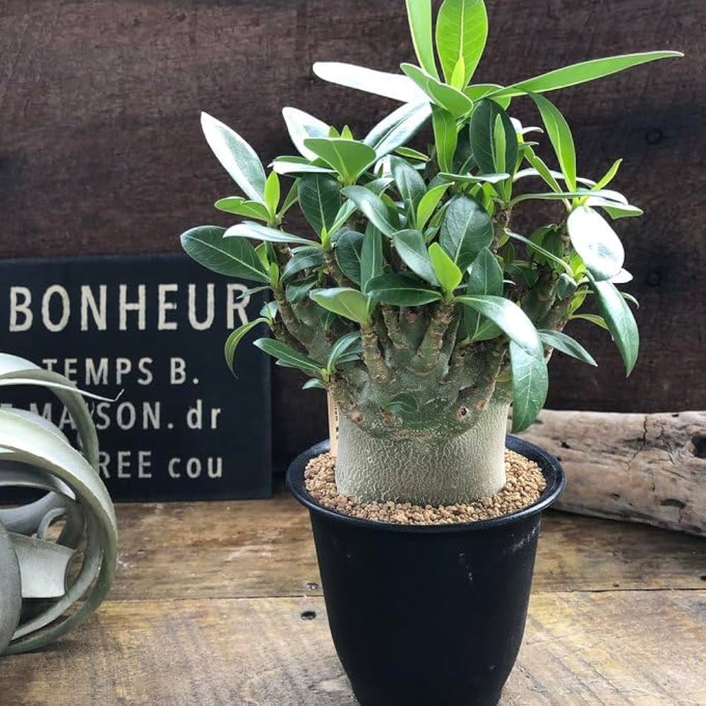 a30 アデニウム ドワーフ タコ足 塊根植物 コーデックス アラビカム Amazon.co.jp: g68 アデニウム ドワーフ タコ足 塊根植物