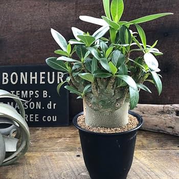 Amazon｜アデニウム アラビカム 塊根植物 蛸足 観葉植物｜観葉