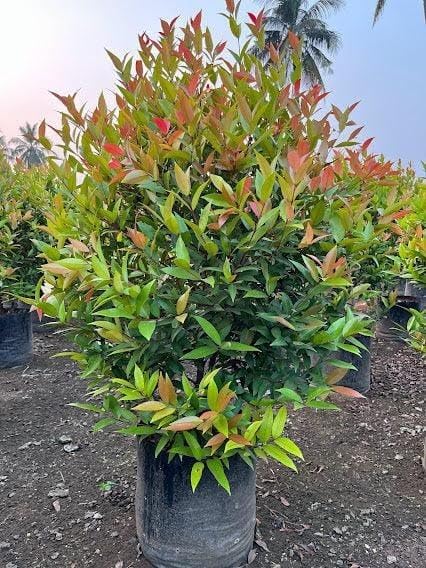 Christina Tree Live Lilly Pilly Syzygium Campanulatum Plant for Garden Screening Borders and Foliage Filled Outdoor Greenery Pack of 1