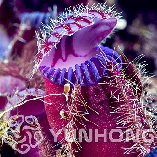 25 Spike Pitcher Plant Carnivorous Flower Seeds Flytrap Bug Eating Exotic Fly