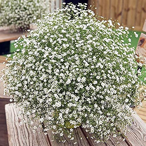 SRI SAI FORESTRY Gypsophila (Snow Flakes) Flower Seeds Ornamental Plant Flower Seed For Home Garden Terrace Apartments Balcony Pack Of 100, White (B0B755CDPT) Amazon Price History, Amazon Price Tracker