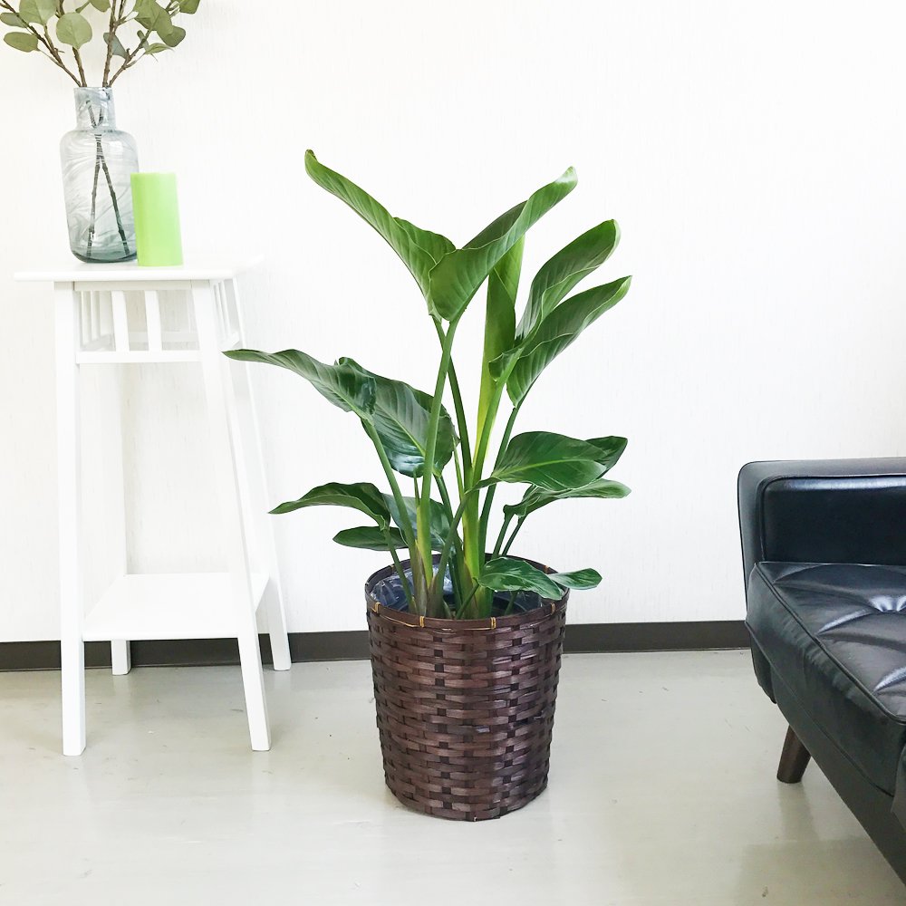 ストレチア オーガスタ 鉢カバー付き 観葉植物 観葉植物 本物 ストレリチア オーガスタ 8号鉢 選べる鉢カバー付