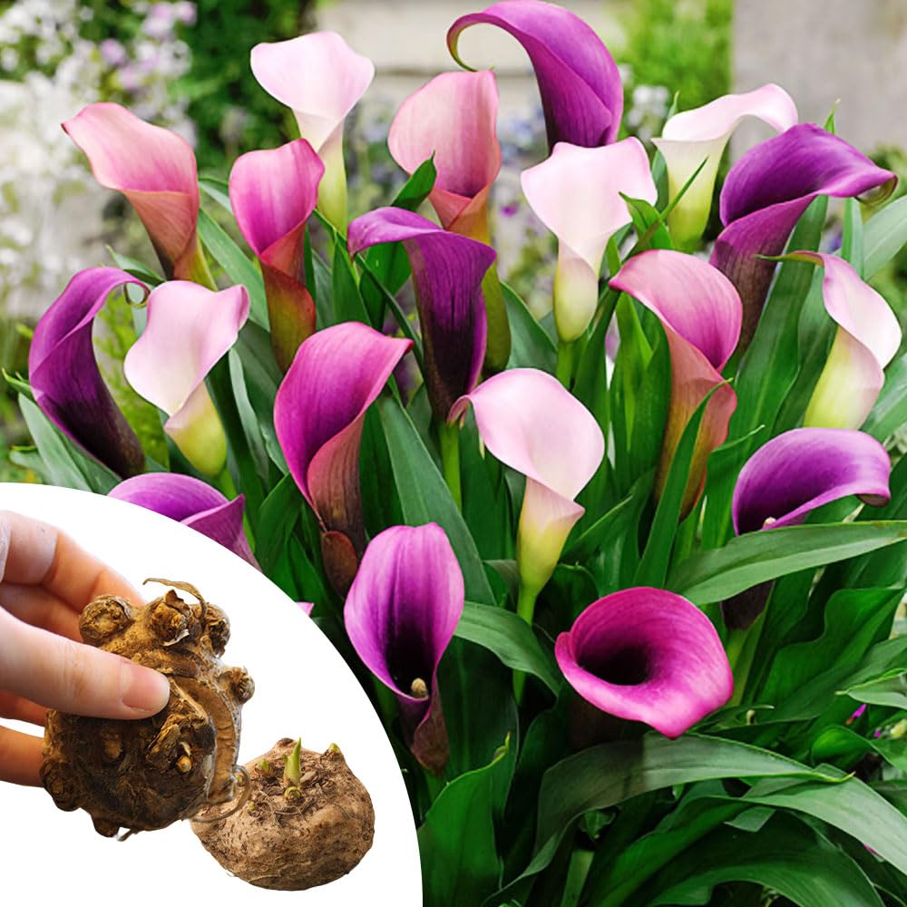 Holland Bulb Farms Pasja Calla Lilies