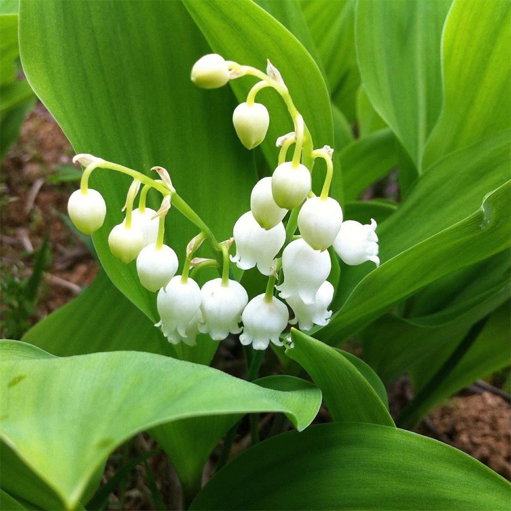 (MUGHETTO Convallaria majalis) piante di Colore Misto