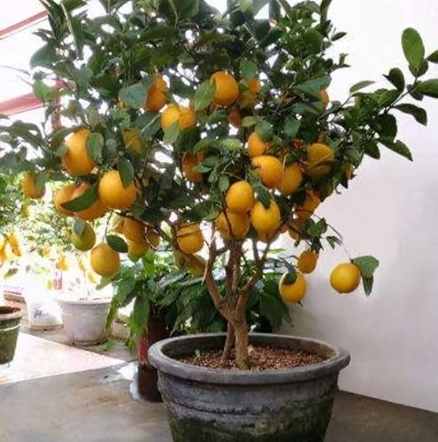 Dwarf Lemon Bonsai Tree Seeds, 30 Seeds,Grow A Delicious Fruit Bearing Bonsai Tree #TOP30
