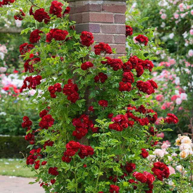 M-Tech Gardens Rare Rose Flower Seeds " Dark Red Climber " 20 Seeds for Growing (B09XJ7Q9KP) Amazon Price History, Amazon Price Tracker