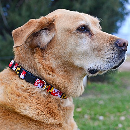 Native Pup Maryland Flag Dog Collar (Maryland, Large) #TOP5