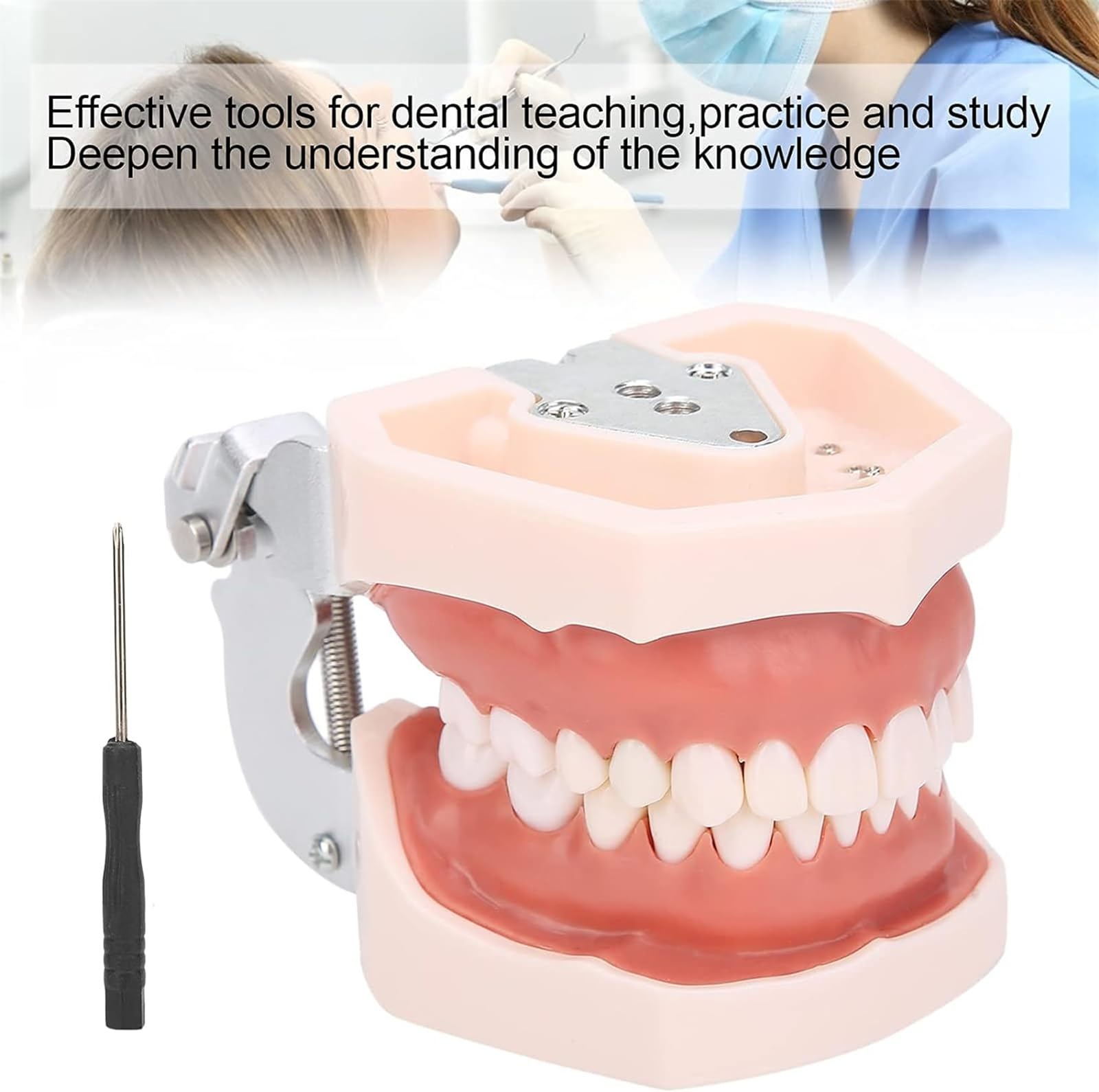 Odłączany model zębów, symulacyjny model zębów dentystycznych, materiały edukacyjne do praktyki dydaktycznej, narzędzie do demonstracji dentystycznej, w zestawie śrubokręt
