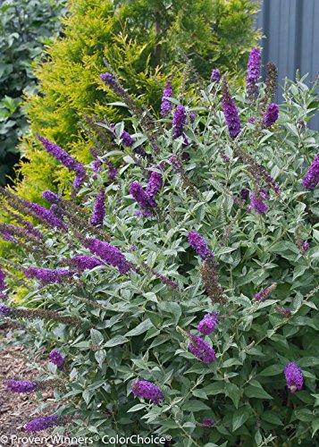 Miss Violet Butterfly Bush (Buddleia) Live Shrub, Purple Flowers, 4.5 In. Quart #TOP1