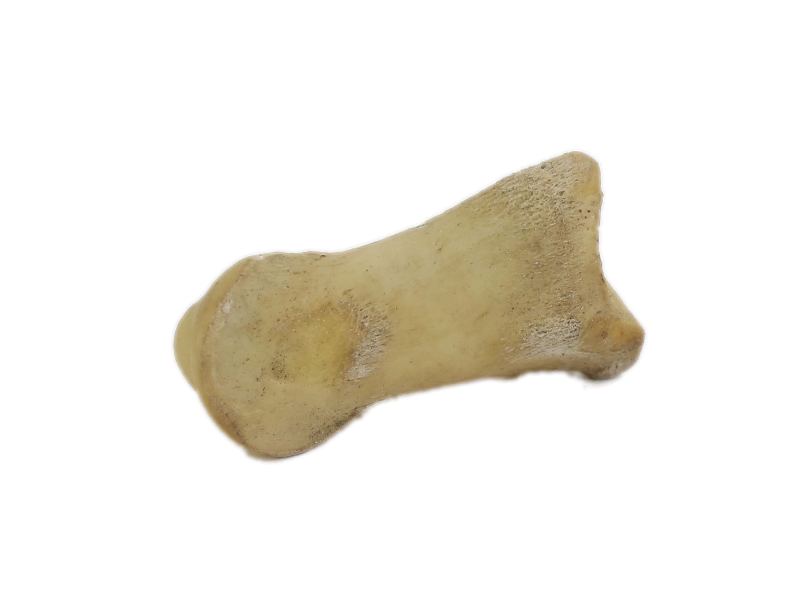 Five Assorted Real Deer Toe Bones