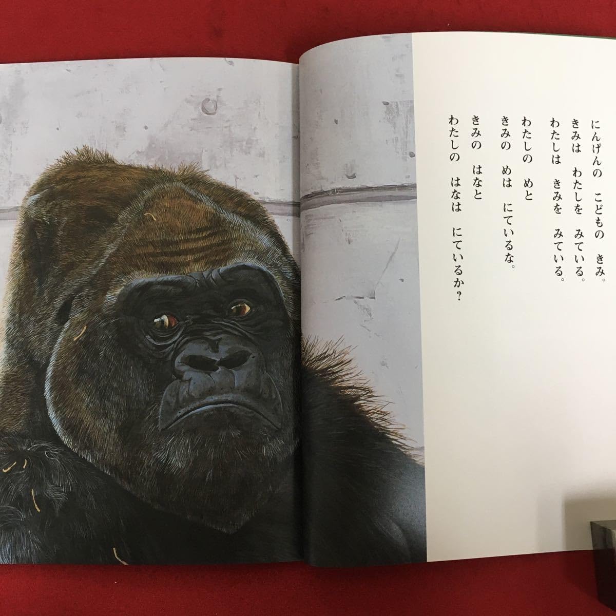 Amazon.co.jp: h-406※5/こどものとも/ゴリラ/小風さち 文/安部