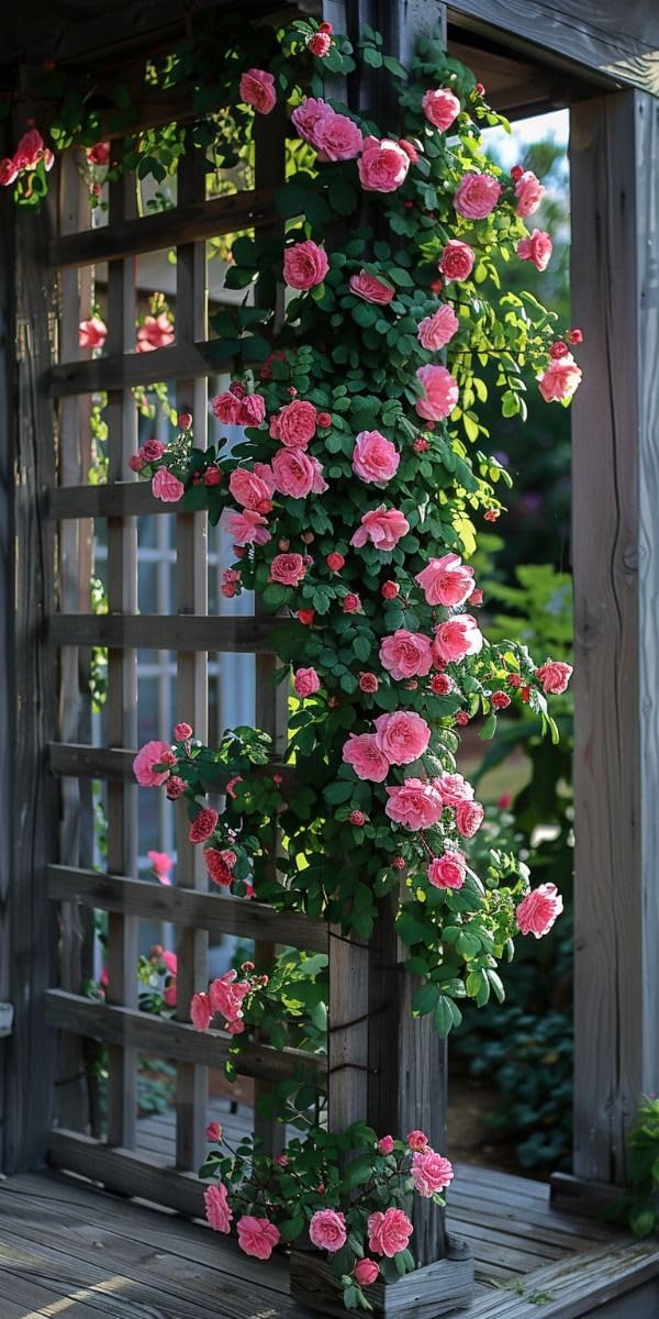 Ritz Farming® Climbing rose Imported Flower seeds for Home and Gardening pack of 50 to 60 seeds (BABY PINK) (B0DCD5ZC3P) Amazon Price History, Amazon Price Tracker