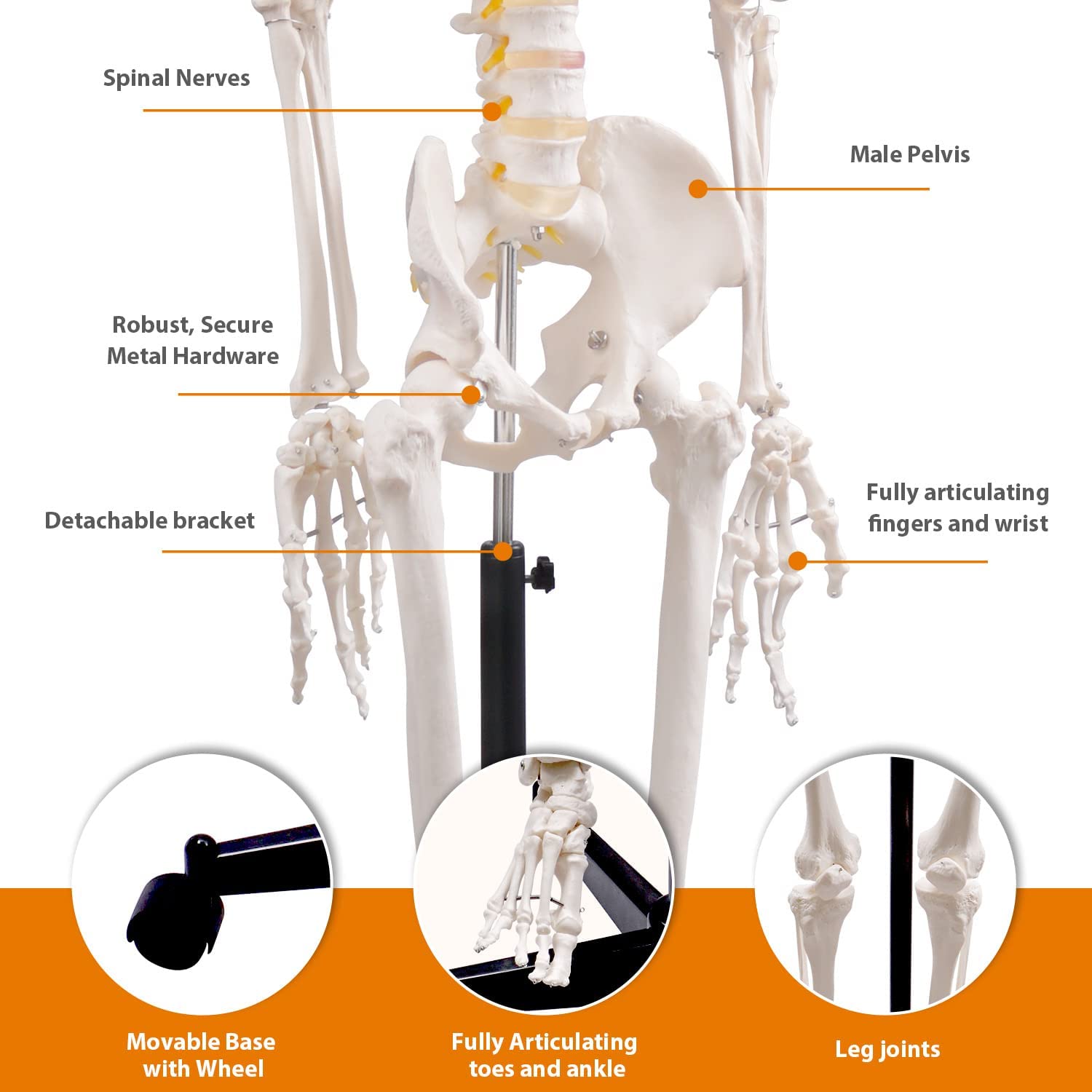 70,8 Zoll großes menschliches Skelettmodell mit Rollständer, 170 cm flexible anatomische Skelettnachbildung, 1 Stück