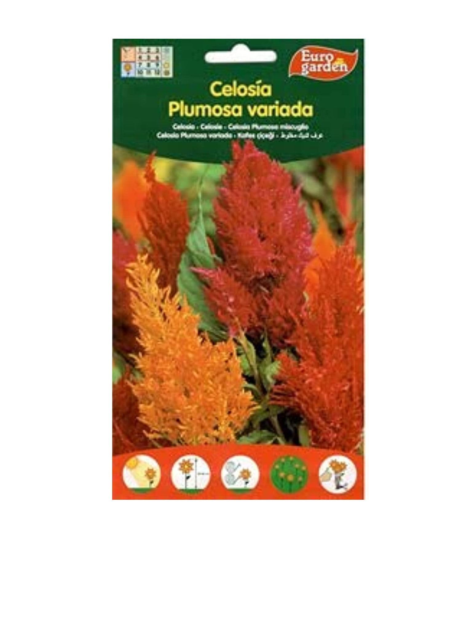 Euro Garden- Euro Garden Celosia