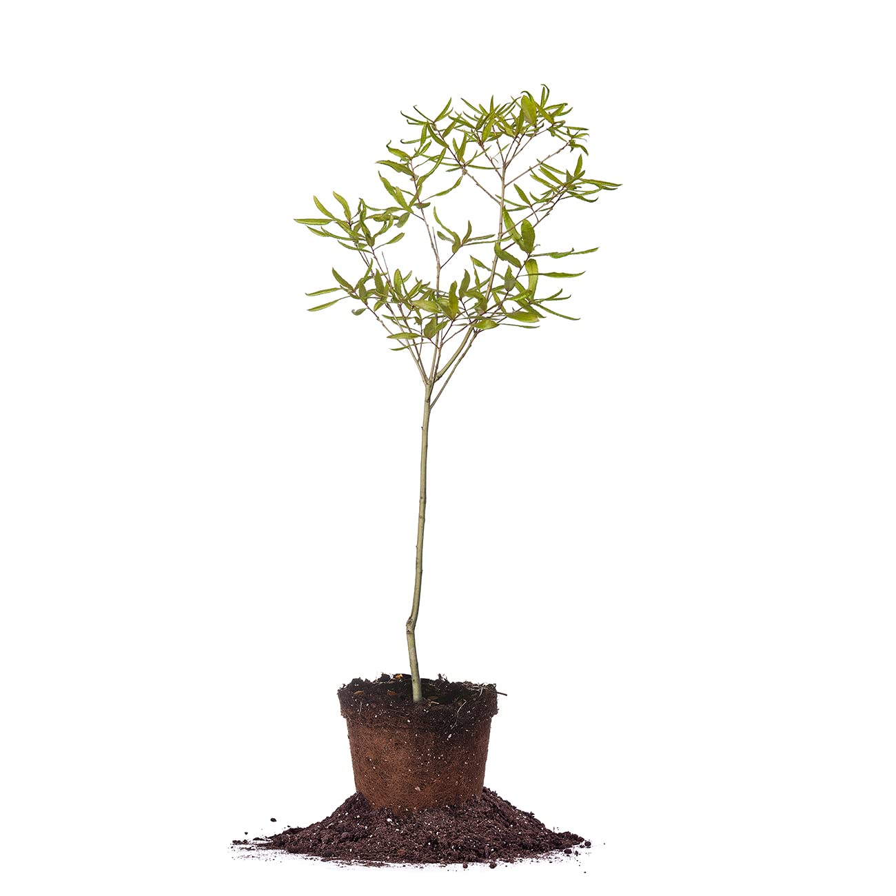 Perfect Plants Willow Oak Tree 1-2ft Tall | Live Trees for Outdoor Planting | Fast Growing Plant Creates a Canopy of Shade | Acorn Production Attracts Wildlife Such as Deer & Squirrels