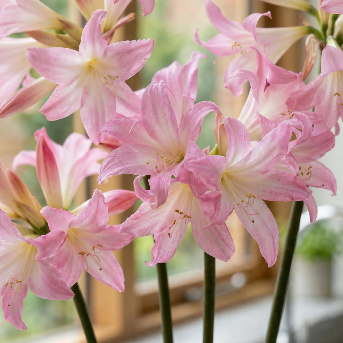 Amaryllis Zwiebel Belladonna – 1 Blumenzwiebel, aus Holland
