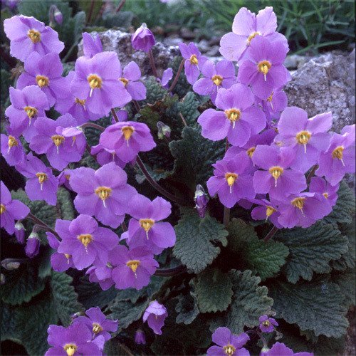 Ramonda Myconi Seeds (Perennial Flower Seeds)
