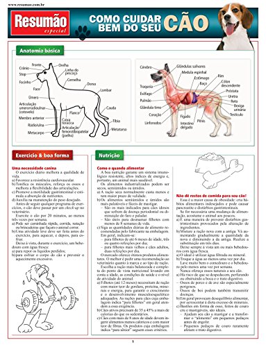 Como cuidar bem do seu cão: