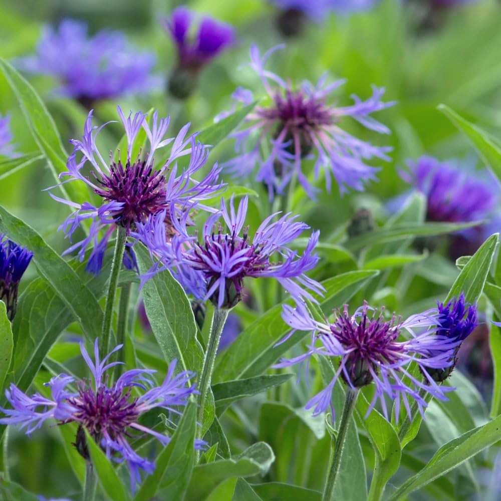 Centaurea Montana - Stunning Meadow & Woodland Plant for Sunny Borders and Gravel Gardens Violet-Blue - 1x 9cm Potted Plant By Thompson & Morgan