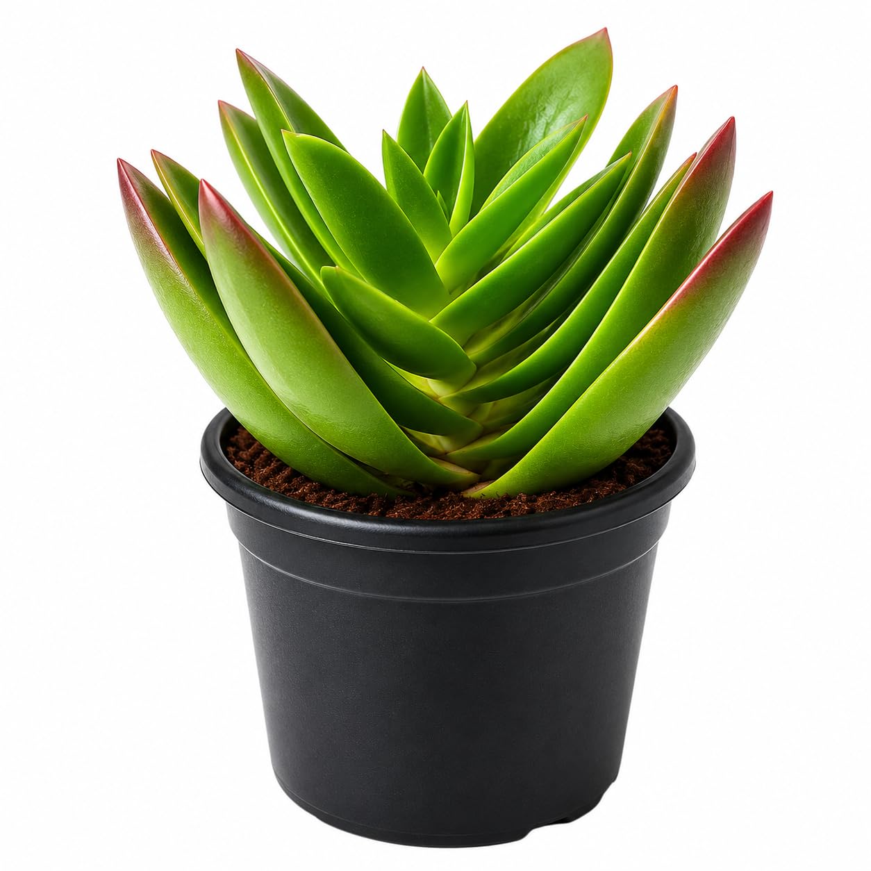 Red Pagoda Live Succulent Plant with Pot | Crassula Capitella Campfire | Low Maintenance Indoor & Outdoor Plant | Air Purifying Desk, Balcony & Home Decor Plant-image-18