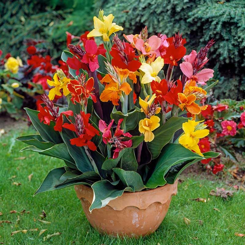 CANNA LILY Mixed Color Flowet Bulbs- Pack of 5 Bulbs-image-38
