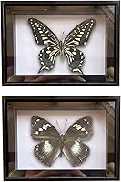 Vista 31 de 2 piezas enmarcadas de mariposa real, espécimenes de mariposa de taxidermia en marco, colección de insectos, decoración de escritorio para el hogar
