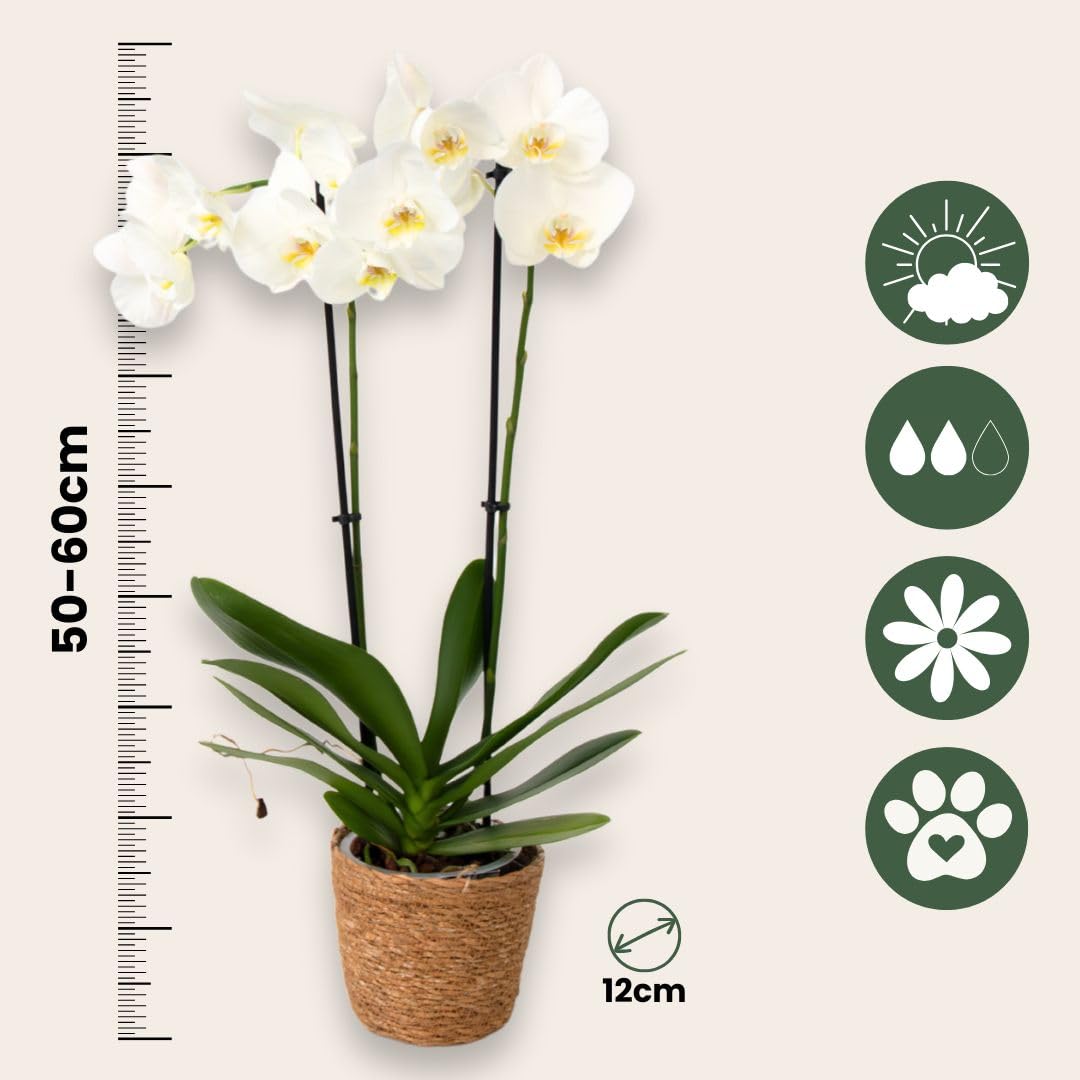 Plant in a Box - Orchidée papillon - Phalaenopsis dans panier décoratif - Hauteur 50-60cm - Pot 12cm - Plante d’intérieur fleurie - Adaptée aux chats