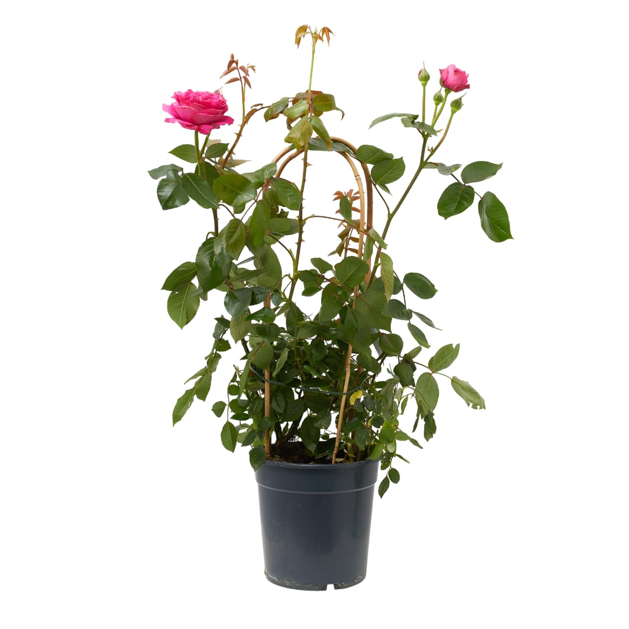 Verdecora Rosal Grandiflora con Arco en Maceta 6L | Rosa sp. Grupo Grandiflora | Arbusto Refloreciente de Flor Grande y Elegante | Ideal para Jardín, Terraza y Maceta Decorativa