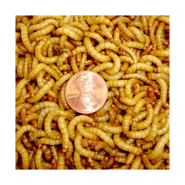 BASSETT'S CRICKET RANCH 2100 Live Mealworms, Organically Grown Insect