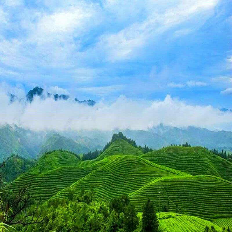Thé vert Longjing anti-amertume thé vert de printemps doux 250g - 6