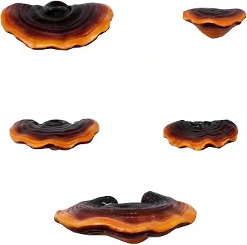 Mushroom Wall Shelves Decor, 5 Pieces Small Shelf for Home Farmhouse