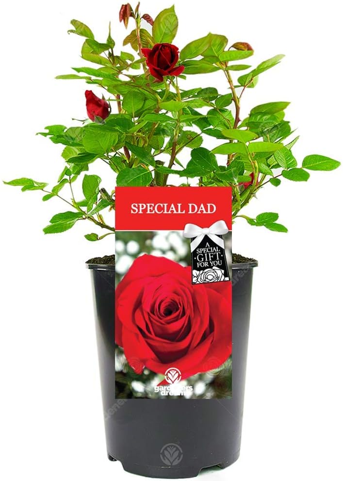Special Dad Rose - Father's Day Occasion, Say Thank You and Celebrate with a Unique Living Plant Gift