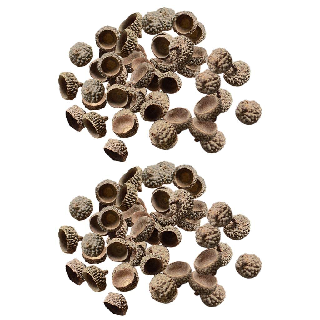 Glands naturels avec cupules pour vos décorations d'automne et de table créatives