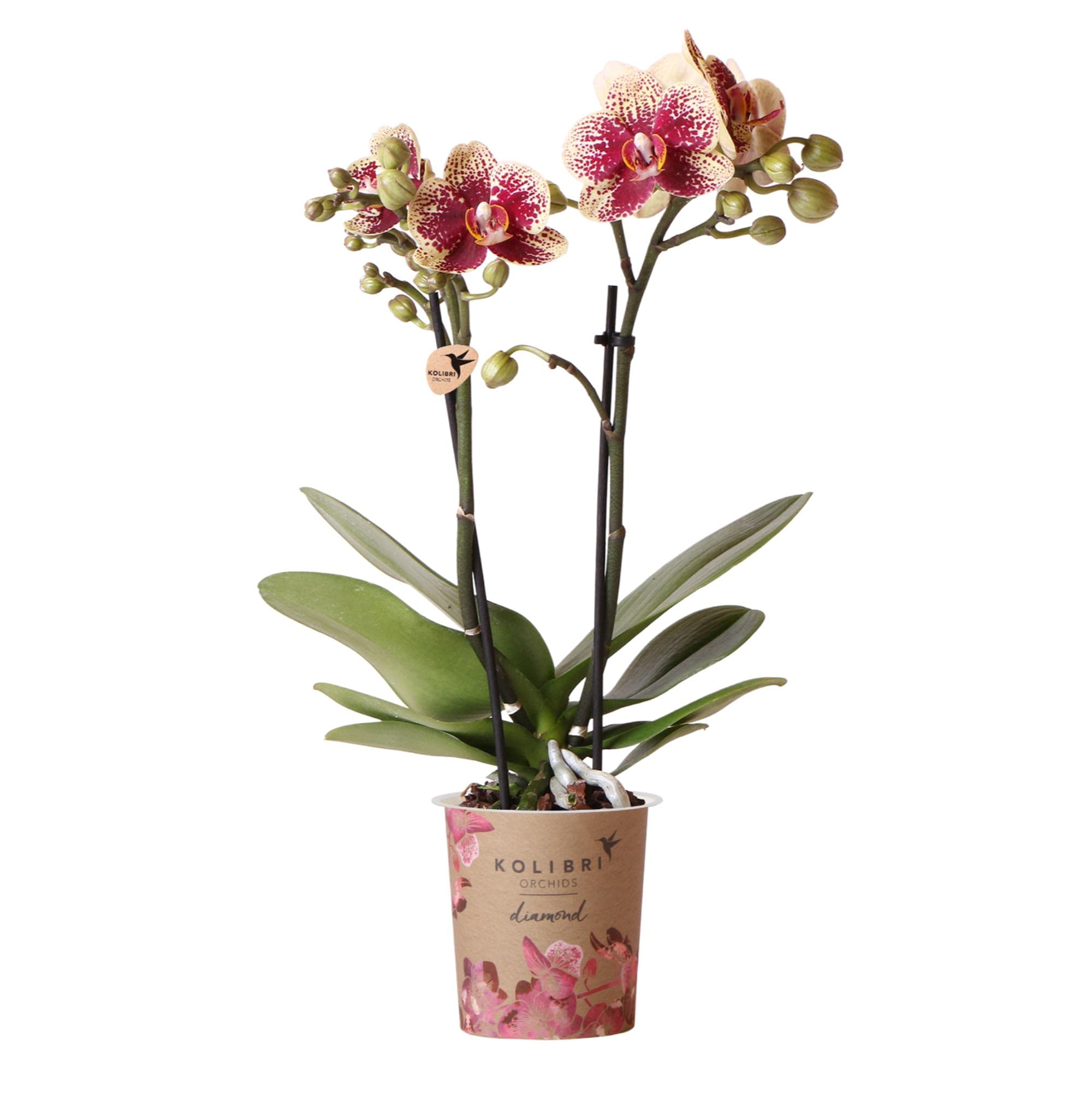 KOLIBRI Orchids | Gelbe rote Phalaenopsis-Orchidee - Spanien - Topfgröße Ø9cm | blühende Zimmerpflanze - frisch vom Züchter