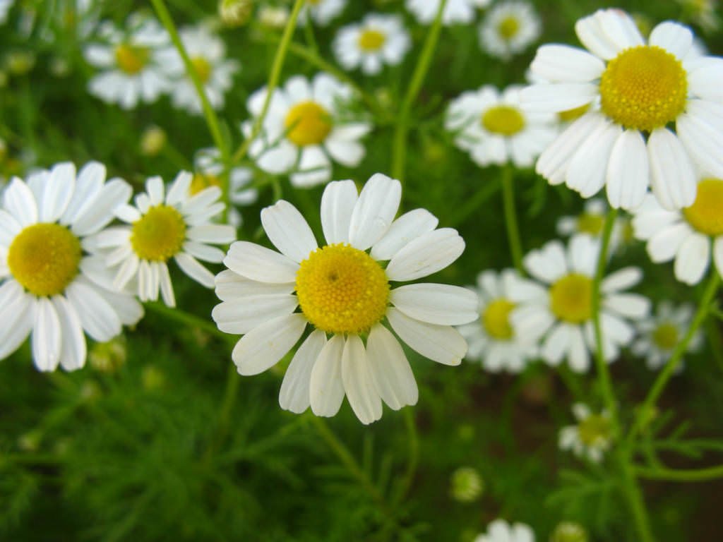 Chamomile Tribe Flower Seeds,Flower Seeds For All Season Garden by Urban Turtle® (B09BW3WMS4) Amazon Price History, Amazon Price Tracker
