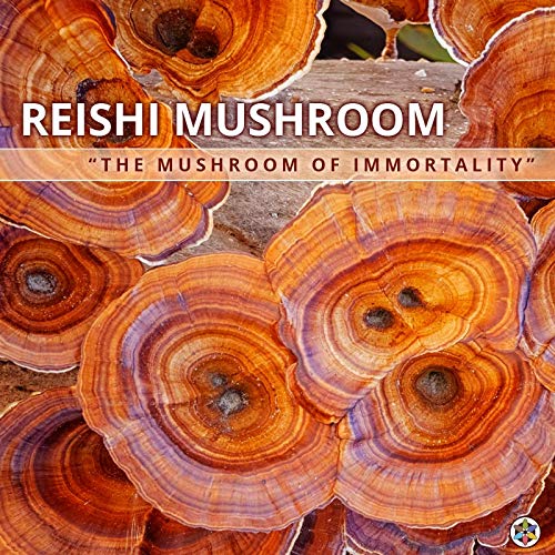 Medicinal Foods Reishi Mushroom Powder - Highest Potency, Full-Spectrum, Soothing, Anti-Stress, for Smoothies & Tea, Organic, Vegan, Non-GMO, Gluten-Free (100 Servings)