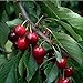 Produktbild Obstbaum Kirsche Kirschbaum Busch Form rot Burlat Süßkirsche kleinbleibend hochwertige Baumschul Qualität direkt vom Fachhändler