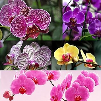 New 100pcs Phalaenopsis Orchid Flower Seeds Mixed Generic