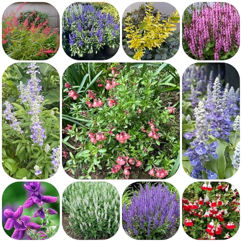 semillas de salvia orgánica, raras de jardín rocas semillas mariposas verdes exterior para invitados camas 100pcs